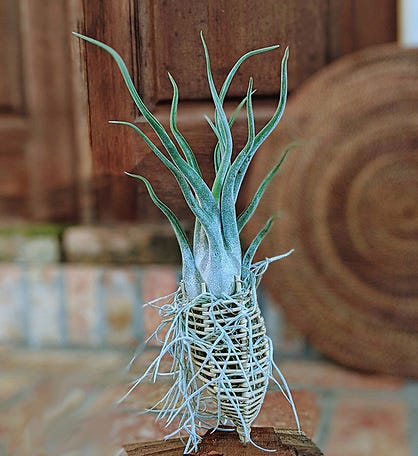 Large Live Air Plant In A Handcrafted Vine Cone